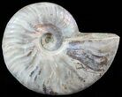 Silver Iridescent Ammonite - Madagascar #51491-1
